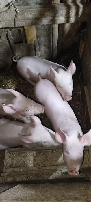 Продам поросята 18-20кг