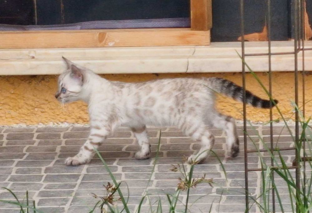 Snow gathina de bengala (fêmea)