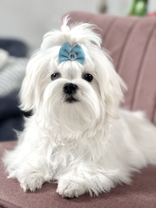 Urocza suczka maltańczyk ZKwP FCI