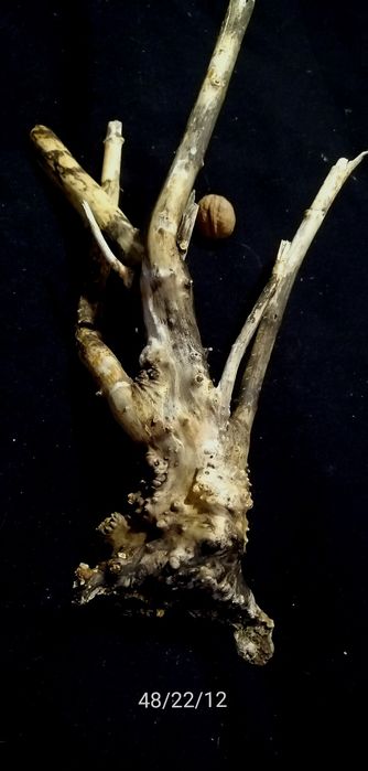 Акваріумні рослини від 3гр. коряги ,камні ,мохи та багато іншого.