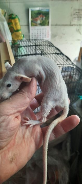 Безшерстна криска сфінкс, дівчинка, щурик
