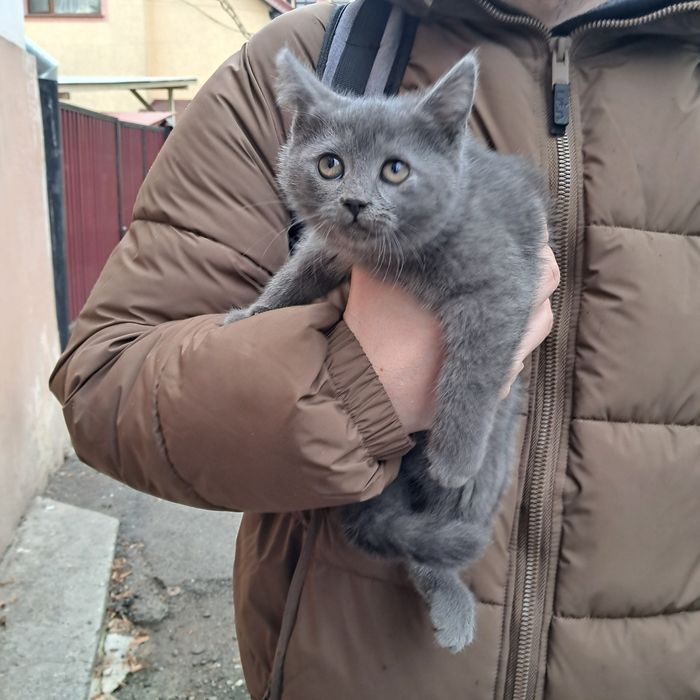 Кошенята, 2,5 міс