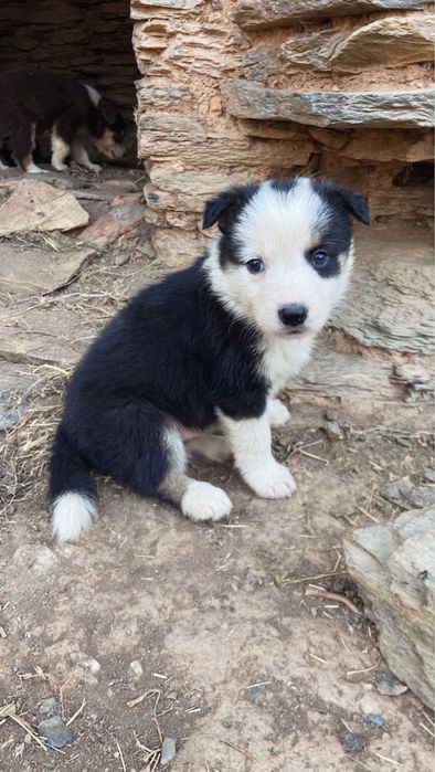 Border Collie TOP