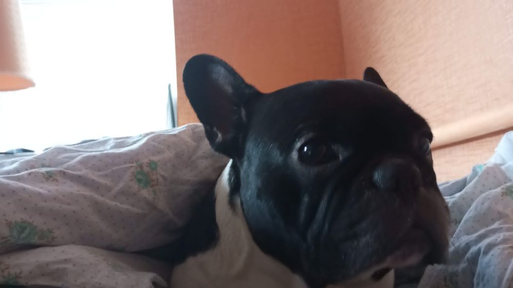 Французский бульдог предлагает вязку