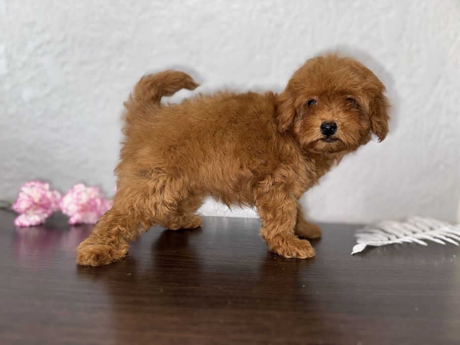 Малюки мальтіпу дизайнерські та гіпоалергенні друзі