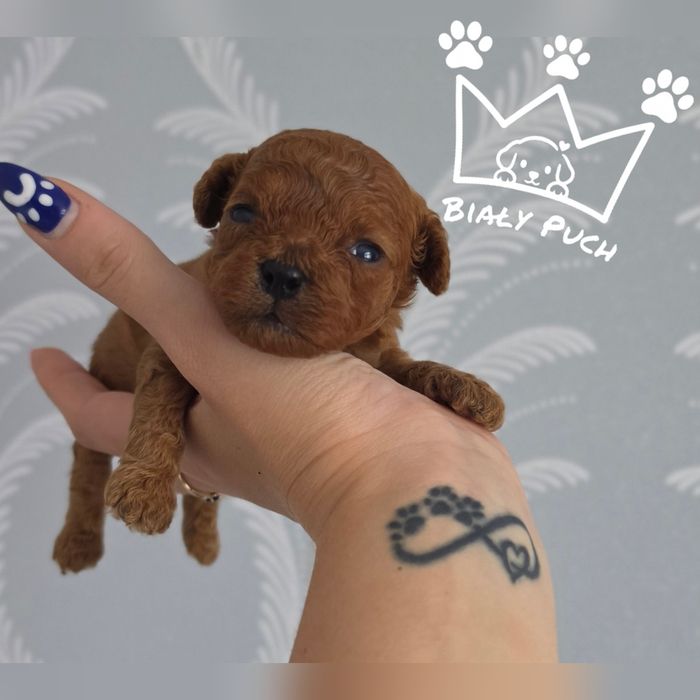 Cavapoo cavadoodle toy Mini red brown badania wyprawka paszport