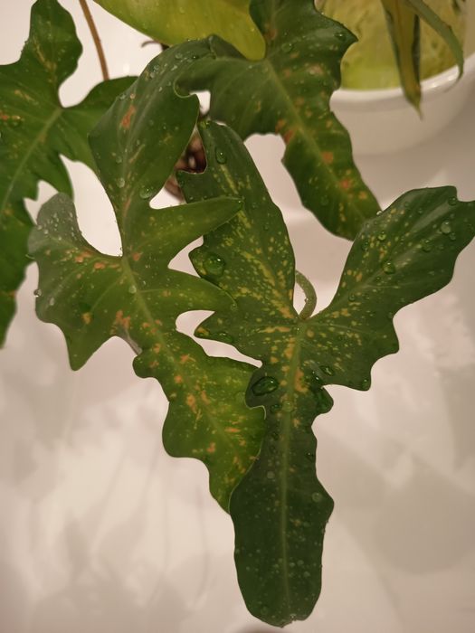Philodendron Florida Ghost/ Ph. Golden Dragon