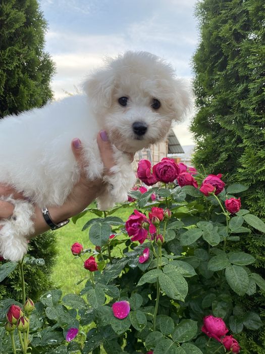 ТЕРМІНОВО !!!Бишон фризе , бішон фрізе