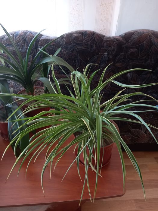 Продам или обменяю  комнатные растения