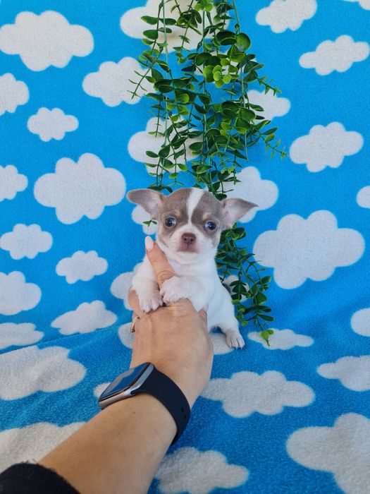 Estupenda mini menina chihuahua/chiuaua de Qualidade,LinhagemRussa