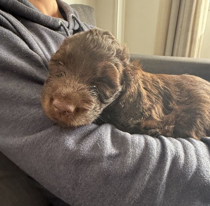 Cao de água português femea