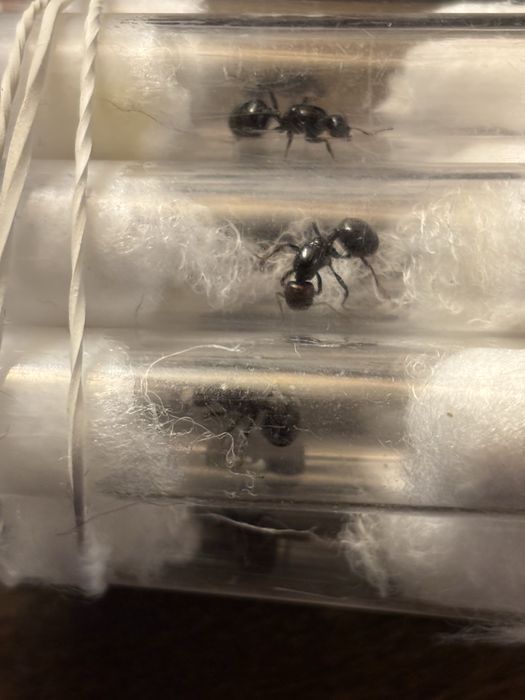 Królowa Messor Barbarus