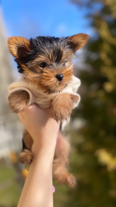 Міні йорки та мікро