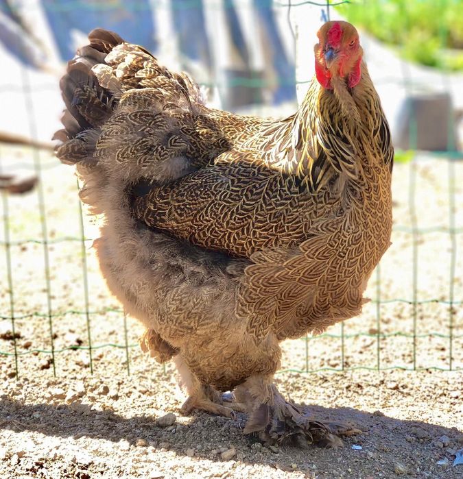 Brahmas Perdiz dourada e azul