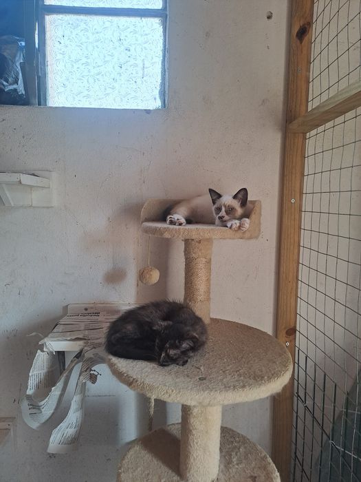 Gatinhas fêmeas com 2 meses para adoção