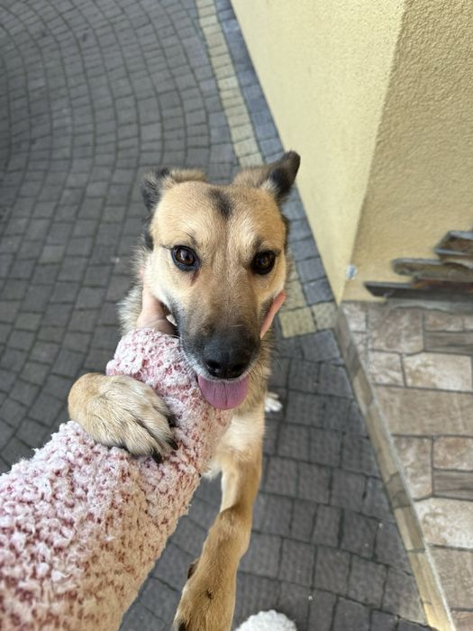 Собачка Собака Песик Цуцик