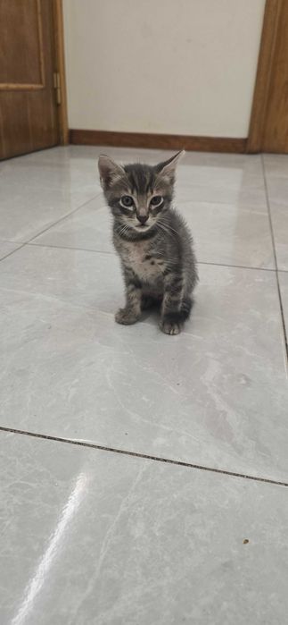Da se gatinhos com 2 meses