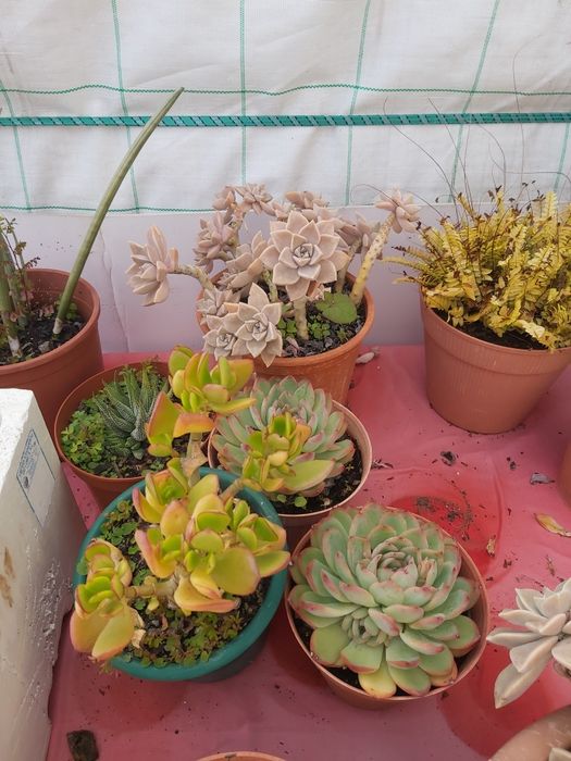 Suculentas diversas