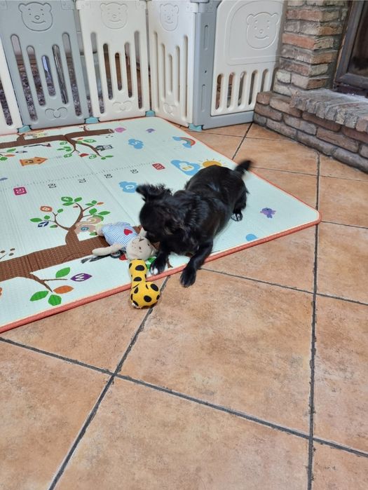 chihuahua macho pêlo longo idade 6 meses exemplar top super meiguinho
