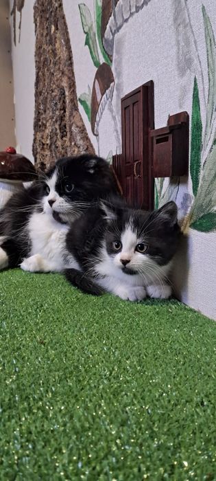 В хорошие руки котенок