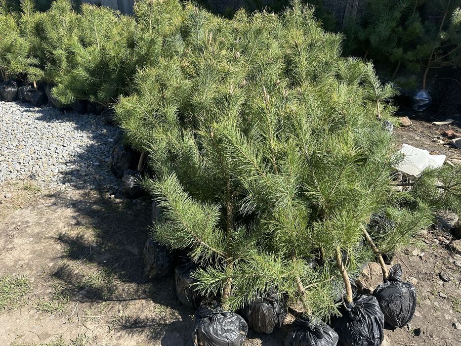 Саженцы сосен, саженцы Кримской сосни, разних размеров.