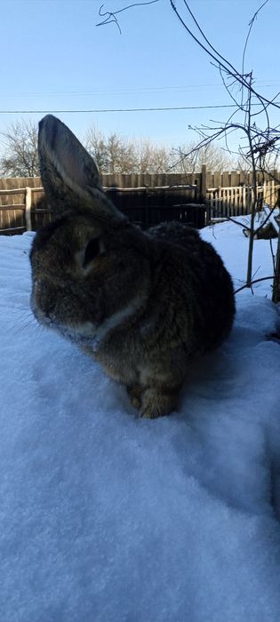 Продам кролика самця