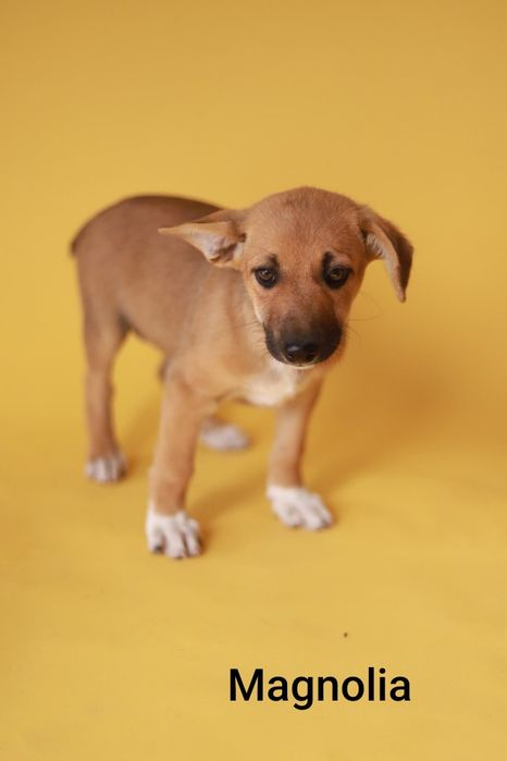 Gromadka szczeniaków szuka kochających opiekunów, do adopcji