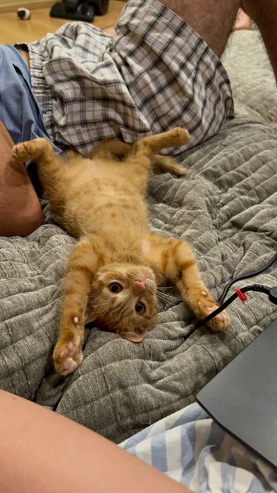 Котики шукають родину