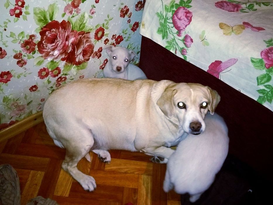 Білосніжні цуцики в подарунок