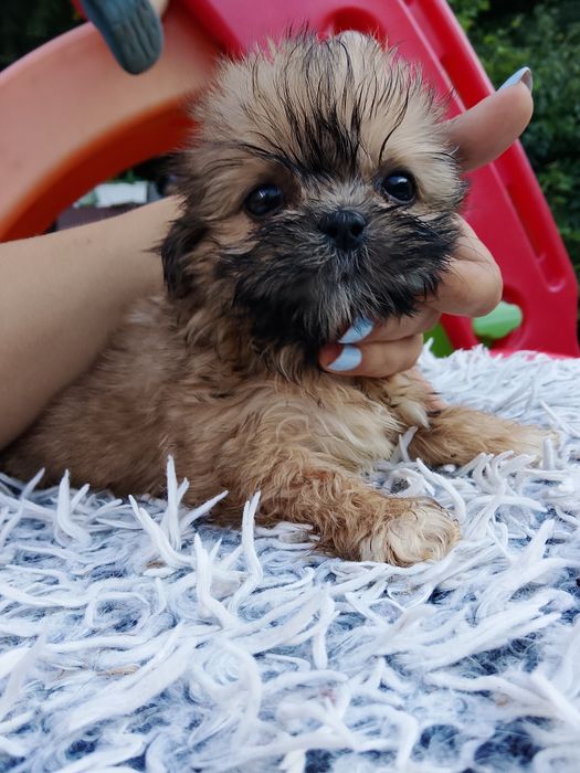 Maleńka dziewczynka Shih tzu  8 tyg szuka domu