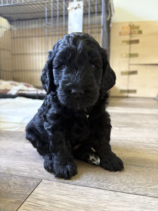 Cockapoo piękne szczenię