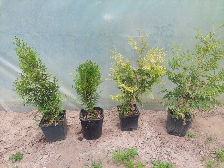 Tuja - Szmaragd, Danica,  Branant, Branant Gold
