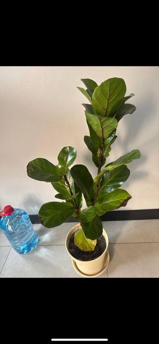 Кімнатні рослини, вазон, фікус, лірата