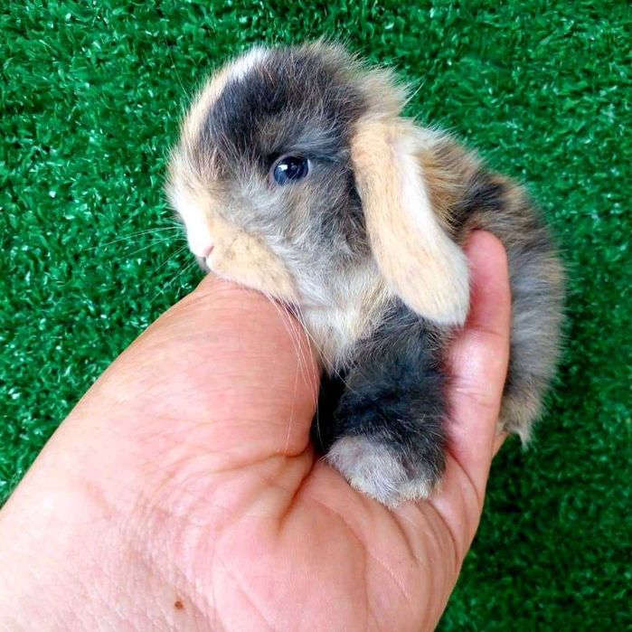 Coelhos anões mini (Bebés)+Gaiola Nova +alimentação adequada