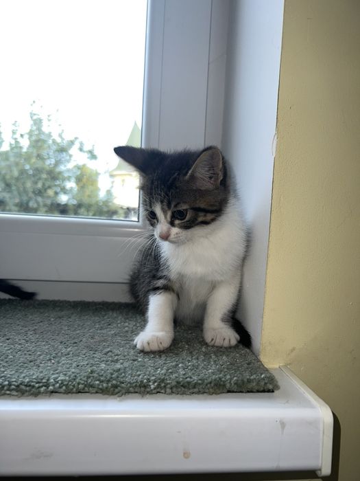 Маленькі котики, кошенята шукають дім