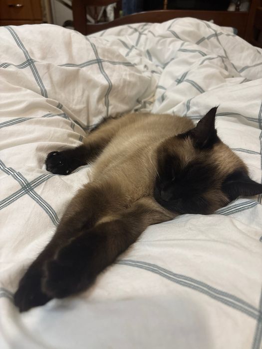 Кошенята сіамські