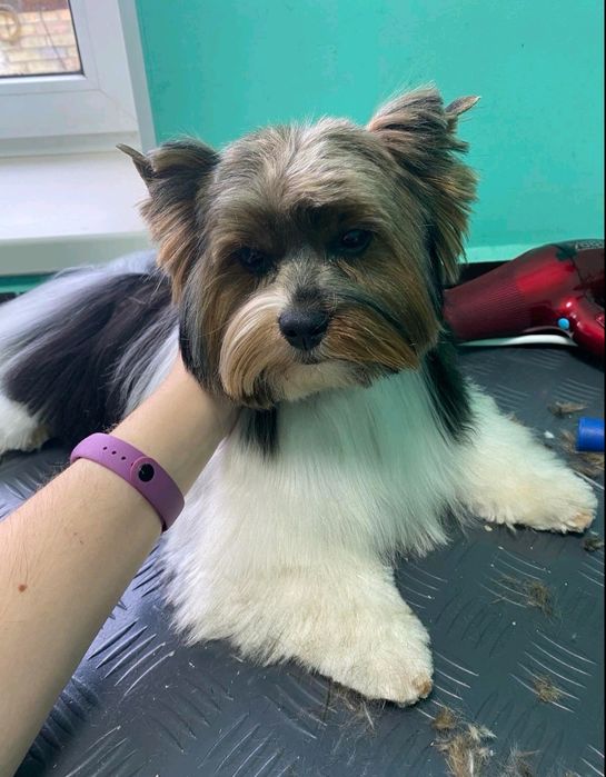 Бивер йорк для вязки