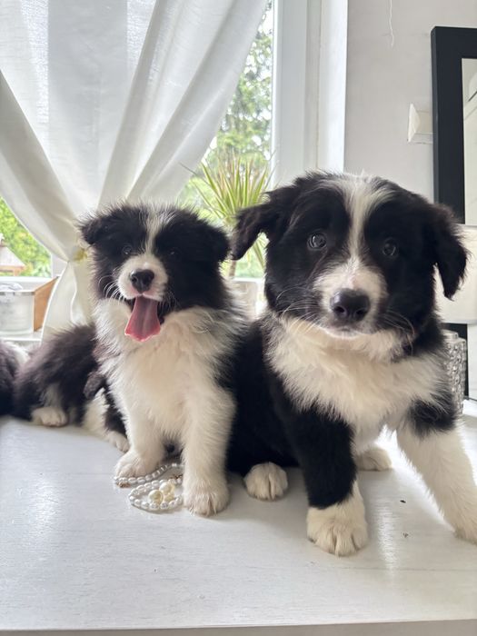 Border collie z rodowodem gotowe do odbioru