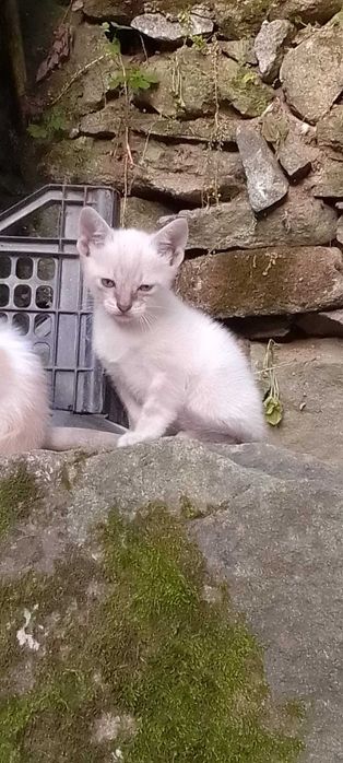 gatinhos bebés super meiguinhos