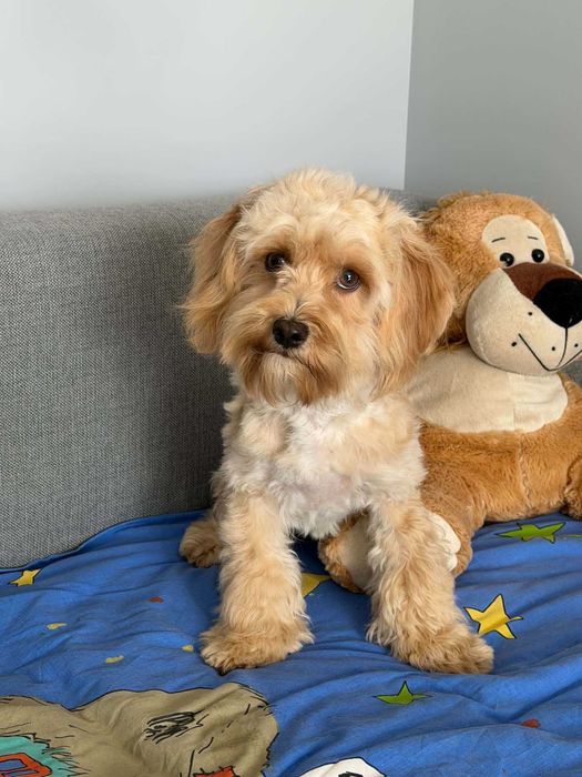 Maltipoo F1 -PIESEK