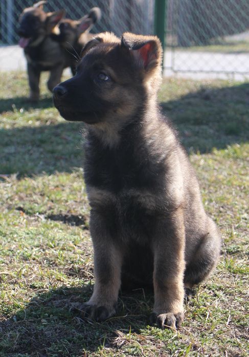 Owczarek niemiecki linia użytkowa