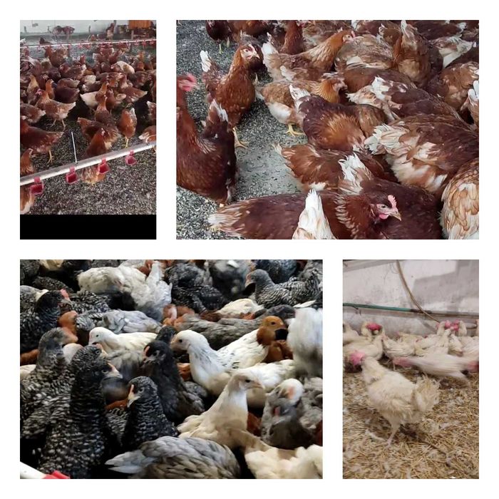 Продам кури несушки! Доставка безкоштовна. Радомишль