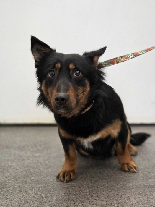 Mstów /Brzyszów znaleziono psa!  Szukamy właściciela!