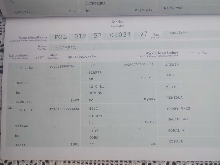 Klacz hucuł srokata