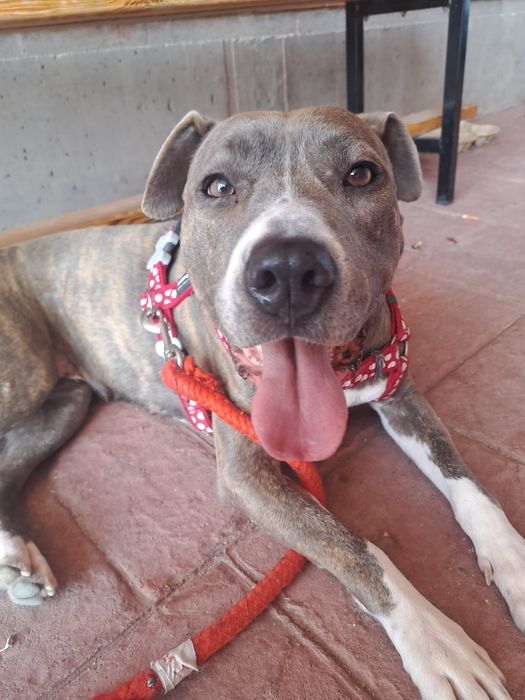 Amstaffka, Amstaf, American Stafford sunia do adopcji