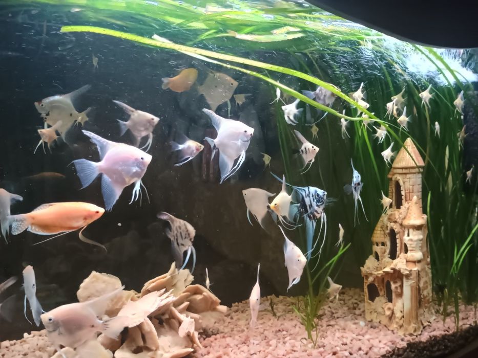 Продам рибок мирних