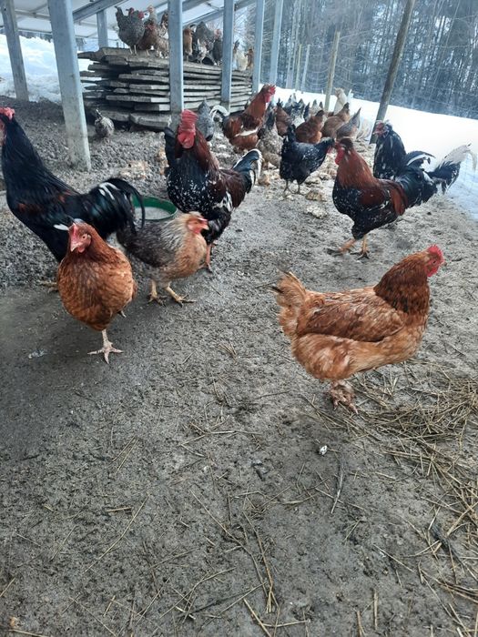 Jajka legowe czubatki staropolskiej