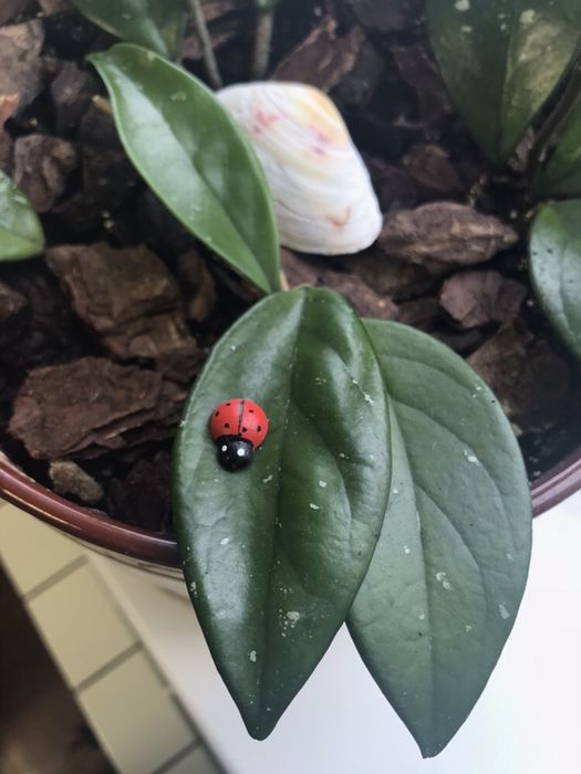 Хойя комнатное растение