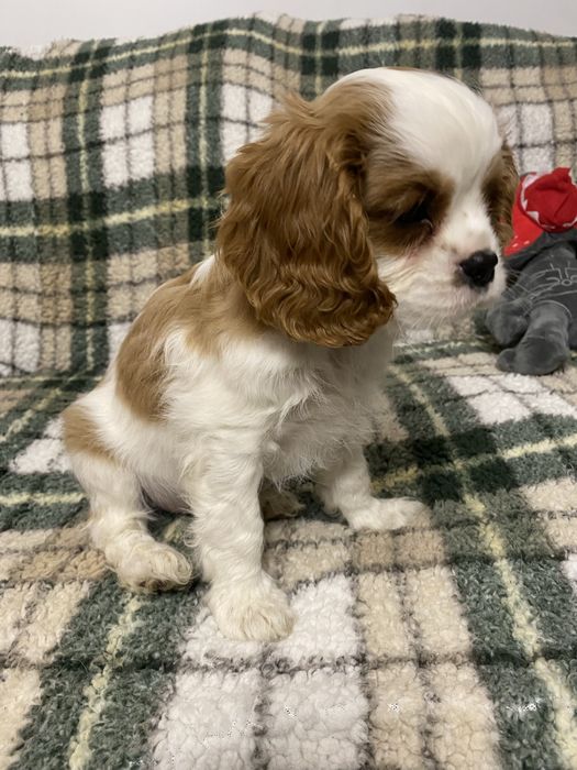 Szczeniak cavalier king charles spaniel