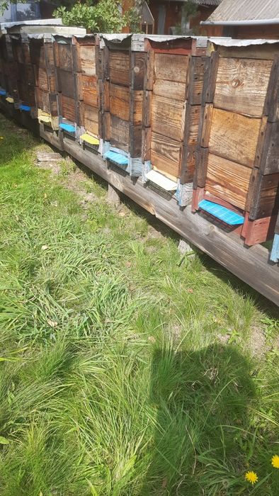 продам бджолосім'ї підготовані до зимівлі, оброблені від кліща на рамку дадан